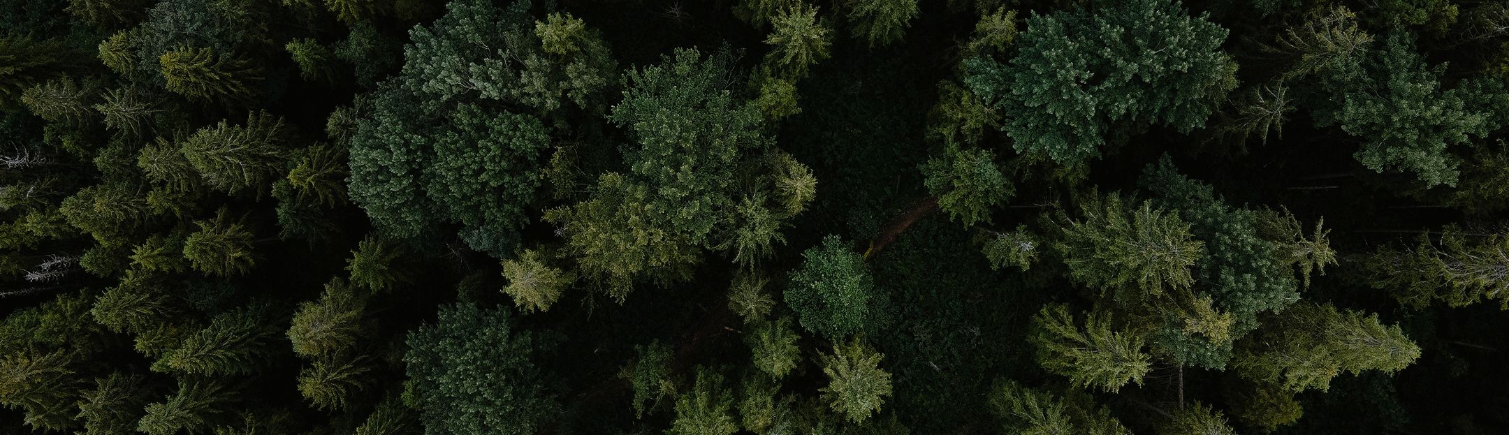 Overhead view of evergreen forest
